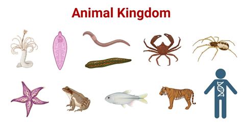 動物屬性|動物界 Animalia 